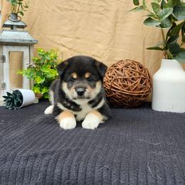 Zeke - Black and tan male Shiba Inu puppy in Illinois from Precious-Puppies