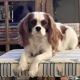 Harris - Cavalier King Charles Spaniel