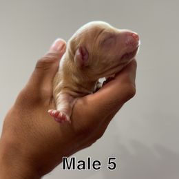 Boy 1 - Cream male Dachshund puppy in Hughson, California from Raws Doxies