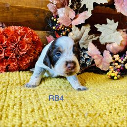 RB4 - Tri-Roan male English Springer Spaniel puppy in Britton, South Dakota from K&S Canines
