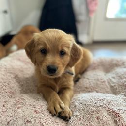 Demi - Dark golden female Golden Retriever puppy in Bountiful, Utah from Everest's Golden Legacy
