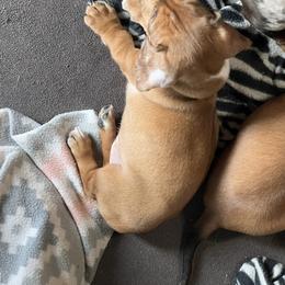 Dachshund Puppies from Witchy Woman’s Wiener’s