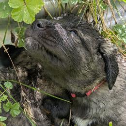 Anatolian Shepherd Dog and Labrador Retriever Puppies from Learning With Dogs