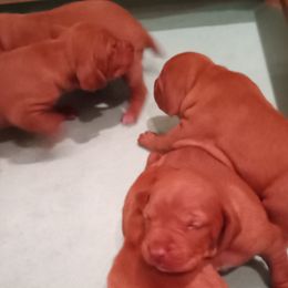 Vizsla Puppies from Foxfire Vizslas