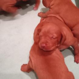 Vizsla Puppies from Foxfire Vizslas