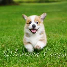 Pembroke Welsh Corgi Puppies from Indiana Corgis LLC