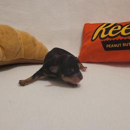 Oreo (chiweenie) - Black and tan male Dachshund puppy in Pinson, Alabama from Sweet Honey Bunn Hounds
