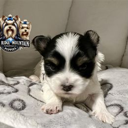 Biewer Terrier, Maltese, and Morkie Puppies from Miniature Blessings