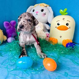 Imogen - Merle female Great Dane puppy in Climax, Michigan from Beaver Creek Danes