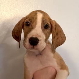 Dark blue collar - Mantle merle male Great Dane puppy in Loris, South Carolina from Days Danes