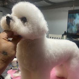 Gina - White female Bichon Frise puppy in Greensboro, North Carolina from Luna Llena Bichons