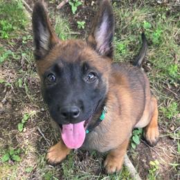 Cinnamon - Fawn female Belgian Malinois puppy in Andersonville, Tennessee from Working W Kennels