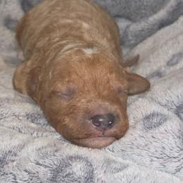 Brown boy - Brown male Poodle puppy in Griswold, Connecticut from Flatrock Kennels of CT