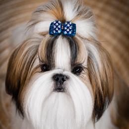 Dante - Shih Tzu