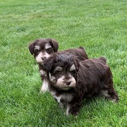 Miniature Schnauzer Puppies from Star Schnauzers