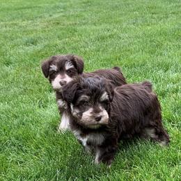 Miniature Schnauzer Puppies from Star Schnauzers