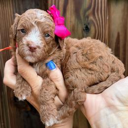 Fanta - Red  female Goldendoodle puppy in Macon County, North Carolina from Mountain Doodles