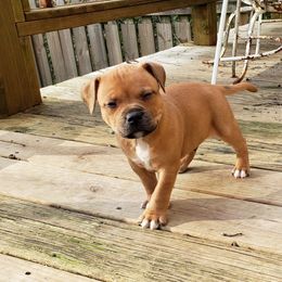 Bull Terrier and Staffordshire Bull Terrier Puppies from Courstaff Staffords