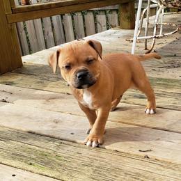 Bull Terrier and Staffordshire Bull Terrier Puppies from Courstaff Staffords