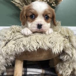 Wyonna - Blenheim female Cavalier King Charles Spaniel puppy in Feasterville Trevose, Pennsylvania from HMH’s Maltipoos & Cavaliers