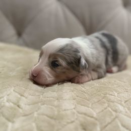 Alice-Full Fluffy - Blue merle and white female American Corgi puppy in Paradise, Texas from Bar S Corgis