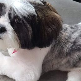 Shih Tzus from Wallace Babies