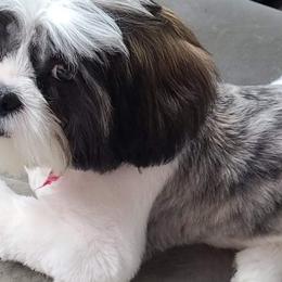 Shih Tzus from Wallace Babies