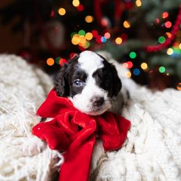 Aussiedoodle and Australian Mountain Doodle Puppies from Farmstead Doodles