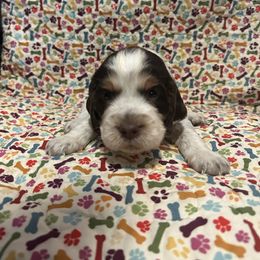 Girl 1 - Liver white and tan female English Springer Spaniel puppy in Tabor City, North Carolina from Big Bay Kennels LLC