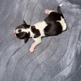 Boy 3 - Black and white male Havanese puppy in Reese, Michigan from Windy Hill Havanese