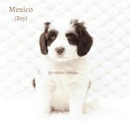 Mexico - Chocolate male Australian Labradoodle puppy in Hurricane, Utah from Red Desert Doodles