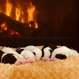 Sheepadoodle Puppies from The Artman Family