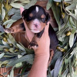 Boy 3 - Tri-color male Bernedoodle puppy in Superior, Arizona from Mountain Bridge Doodles