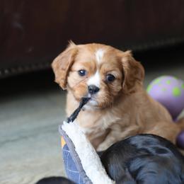 KitKat - Ruby female Cavalier King Charles Spaniel puppy in Payette, Idaho from Stonewick Retrievers