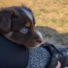 Australian Shepherd Puppies from Blosenski Aussies