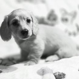 Mara's bigger girl - Cream female Dachshund puppy in Lyle, Washington from Wines Wienery