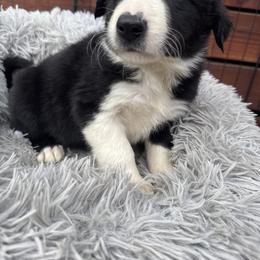 Boy 1 (437) - Black and white male Border Collie puppy in Temecula, California from West Coast Border Collies