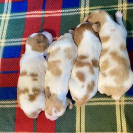Brittany Puppies from Sandstone Brittanys