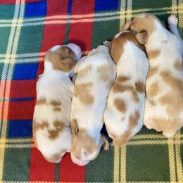 Brittany Puppies from Sandstone Brittanys