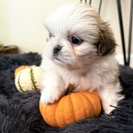 Rascal Flat Face - Cream male Pekingese puppy in Grass Valley, California from Northridge Pekingese