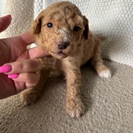 Murphy - Apricot male Goldendoodle puppy in Fort Myers, Florida from Daisy Doodles LLC
