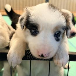 Border Collie Puppies from Cahill’s Canines