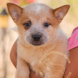 Spino (AKC) - Red speckled male Australian Cattle Dog puppy in Marana, Arizona from Impact 3rd Australian Cattle Dogs