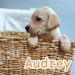 Audrey - Yellow female Labrador Retriever puppy in Lucasville, Ohio from Backwoods Labradors