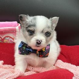 Pixel - Blue merle male Pomeranian puppy in Franklin, North Carolina from A&J Cutie Pawtooties