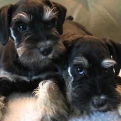 Miniature Schnauzer All Grown Up from Gail Holzman