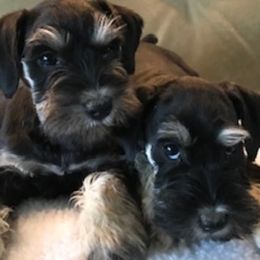 Miniature Schnauzer All Grown Up from Gail Holzman