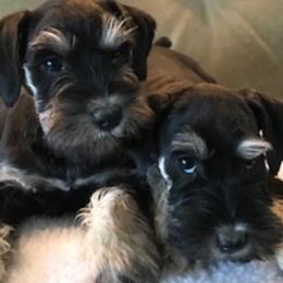 Miniature Schnauzer All Grown Up from Gail Holzman