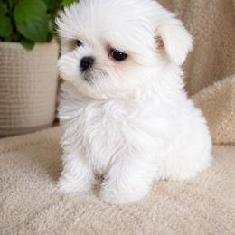 Ben - White male Maltese puppy in Walnut Ridge, Arkansas from Maltese Madness by Shannon Smith