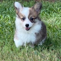 Fluffy Sable - Sable female Pembroke Welsh Corgi puppy in Nashville, Arkansas from Whisenhunt Farms